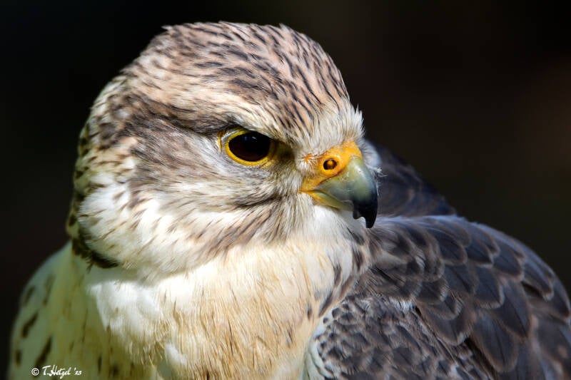 Würgfalke (kein Unterartenstatus) | Wildpark Schloss Tambach, Tambach | 13.06.2021