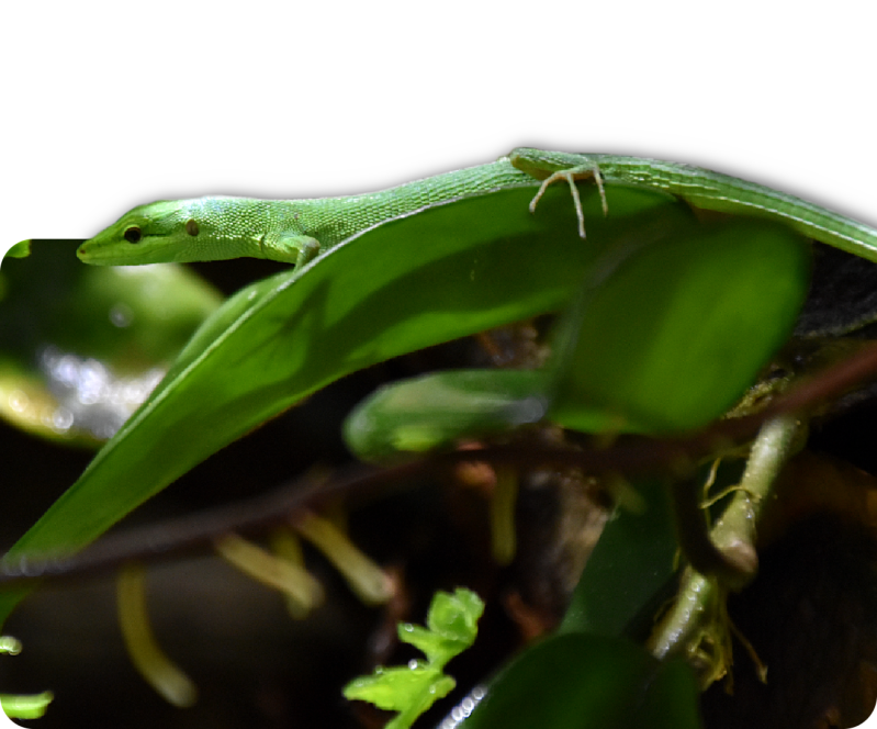 Sakishima-Langschwanzeidechse