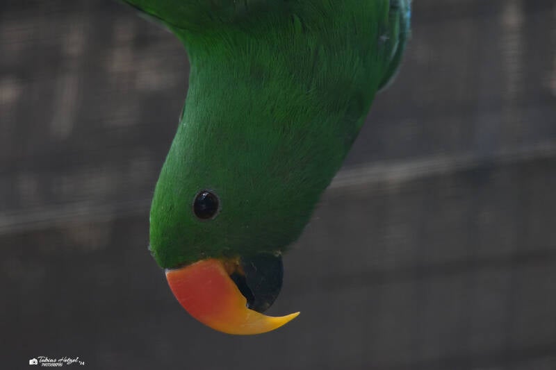 Salomonenedelpapagei | Zoo Heidelberg | 22.06.2020