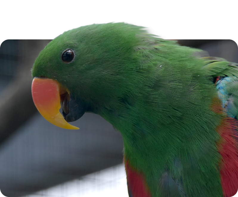 Salomonenedelpapagei