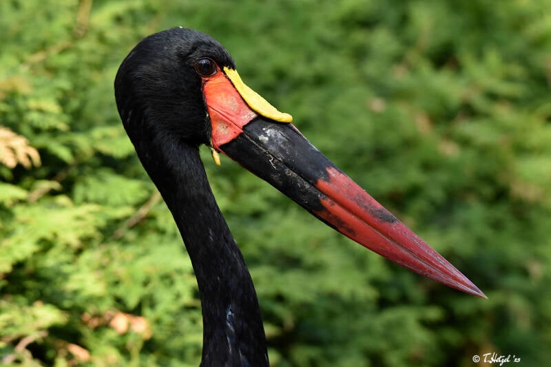 Sattelstorch