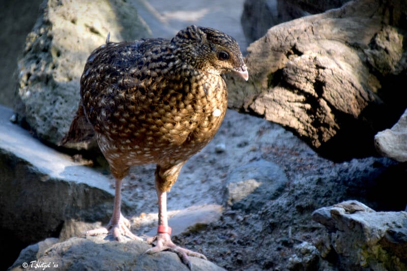 Satyrtragopan | Wildpark Alte Fasanerie, Hanau Klein-Auheim | 21.05.2020