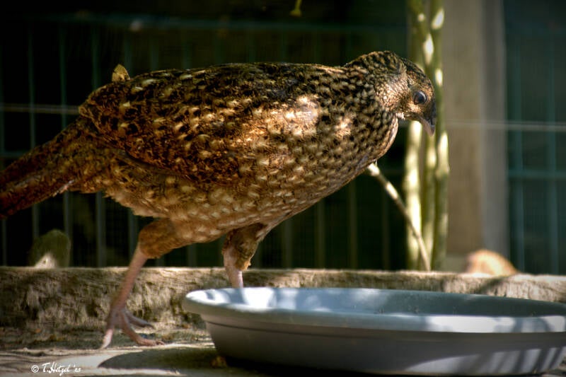 Satyrtragopan | Wildpark Alte Fasanerie, Hanau Klein-Auheim | 21.05.2020
