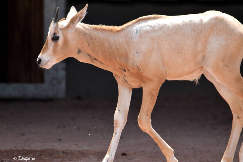 Säbelantilope | Vivarium Darmstadt | 19.07.2020