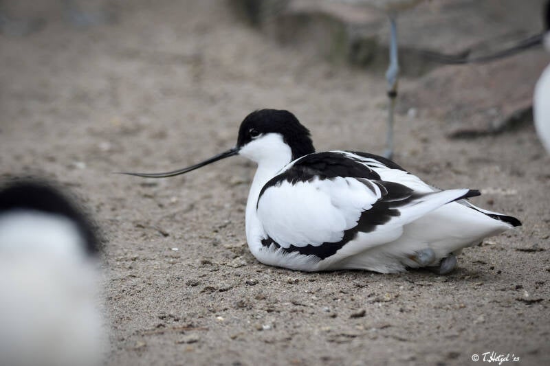 Säbelschnäbler | Vogelpark Viernheim | 24.03.2023