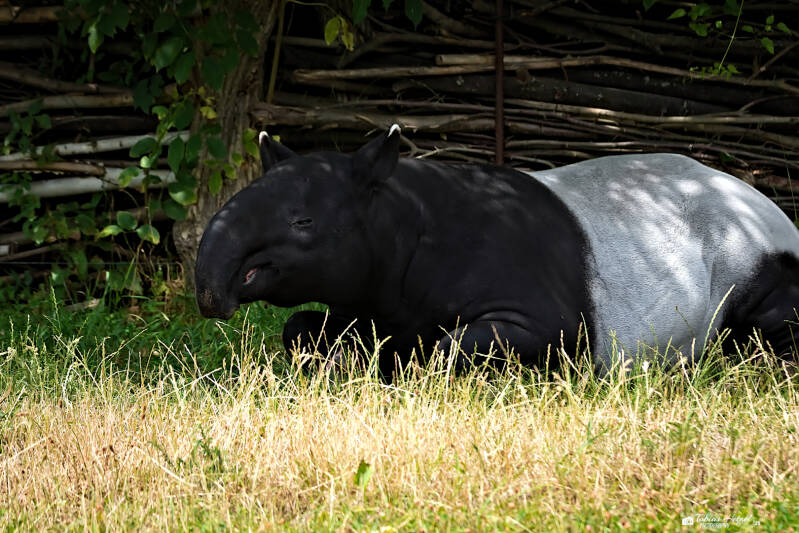 Schabrackentapir | Zoo Usti nad Labem | 11.07.2025