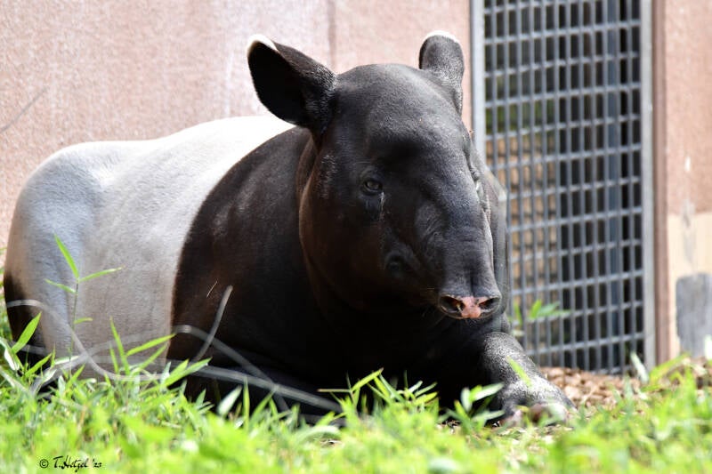 Schabrackentapir