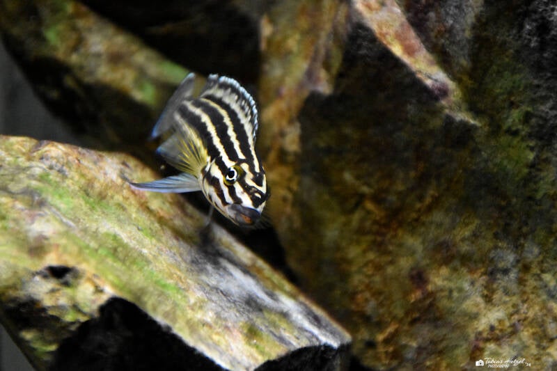 Schachbrett-Schlankcichlide | Vivarium Darmstadt | 28.11.2021