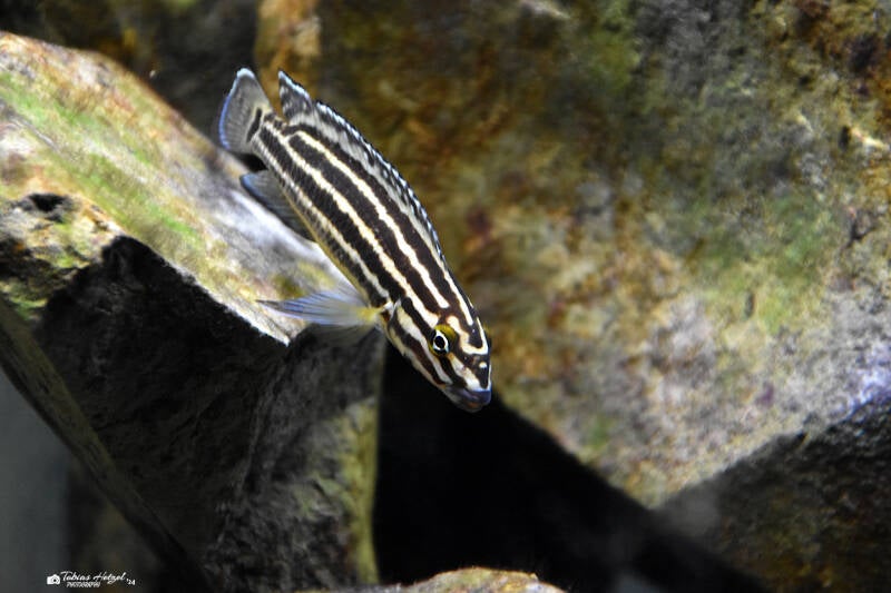 Schachbrett-Schlankcichlide | Vivarium Darmstadt | 28.11.2021