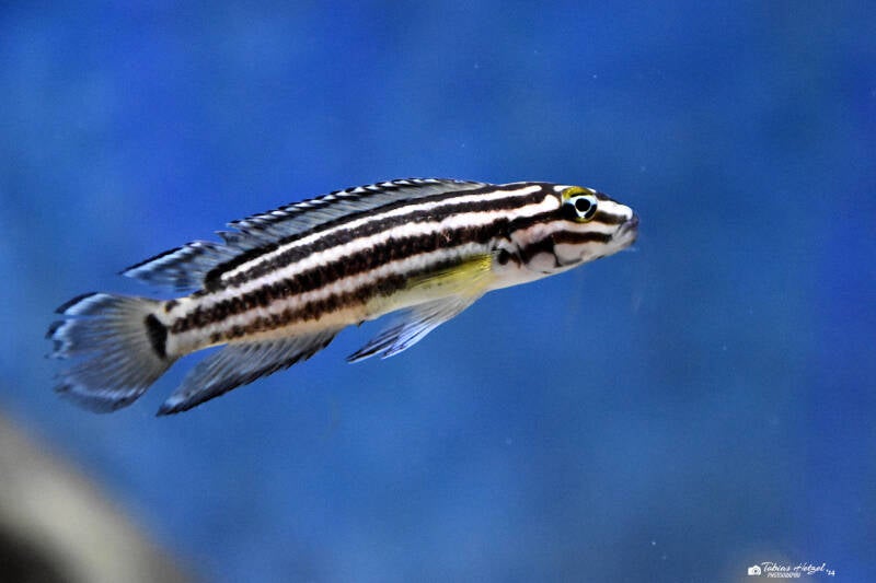 Schachbrett-Schlankcichlide | Vivarium Darmstadt | 28.11.2021