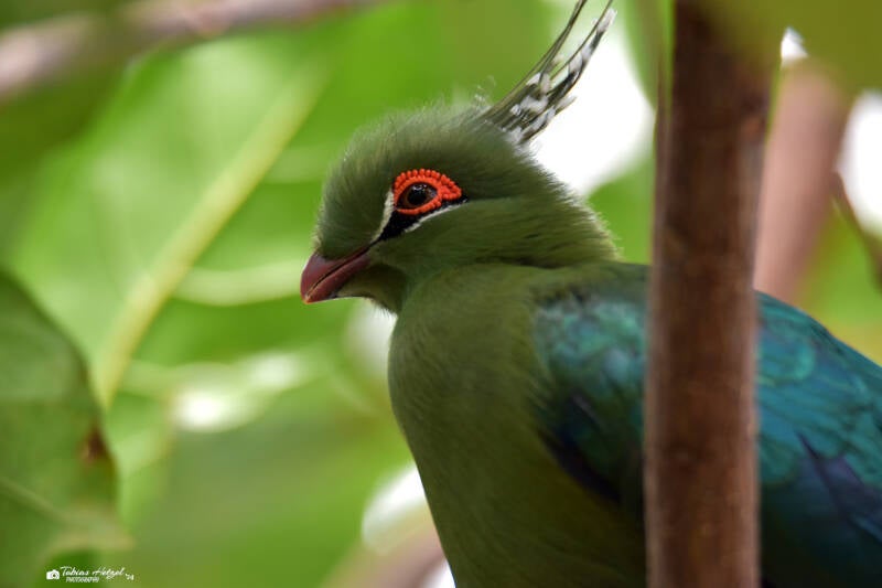 Schalowturako | Zoo Krefeld | 02.06.2020