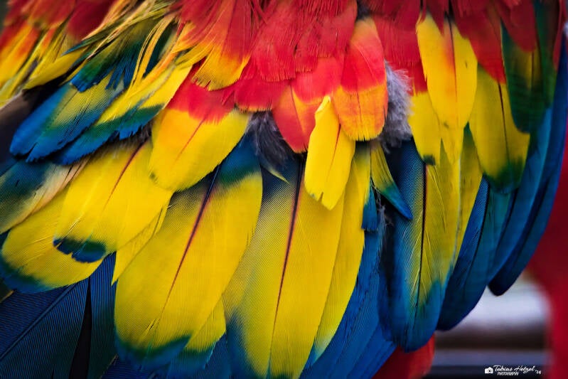 Scharlachara | Vivarium Darmstadt | 02.11.2024