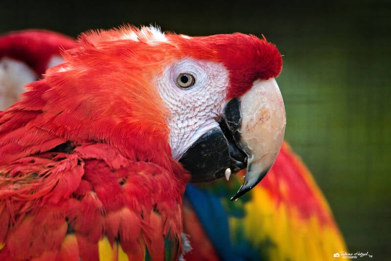 Scharlachara | Vivarium Darmstadt | 02.11.2024