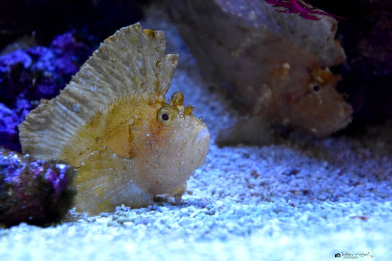 Schaukelfisch | Staatliches Museum für Naturkunde Karlsruhe | 04.12.2022