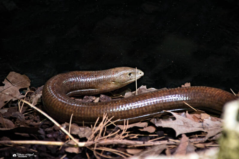 Scheltopusik | Vivarium Darmstadt | 28.12.2025