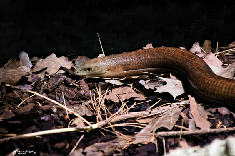 Scheltopusik | Vivarium Darmstadt | 28.12.2025