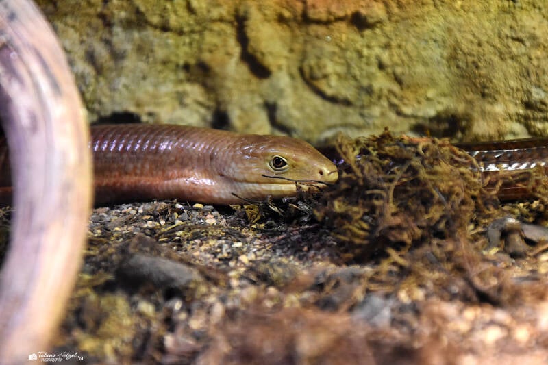 Scheltopusik | Zoo Plzen | 17.09.2022