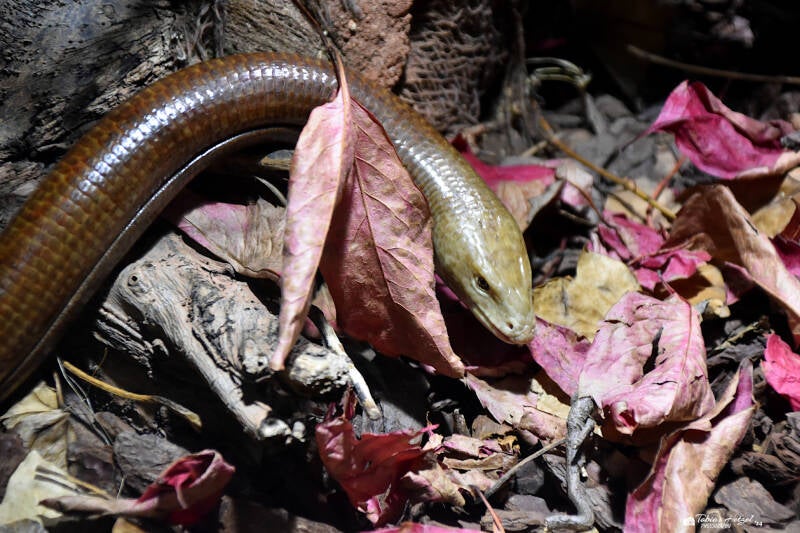 Scheltopusik | Vivarium Darmstadt | 25.10.2022