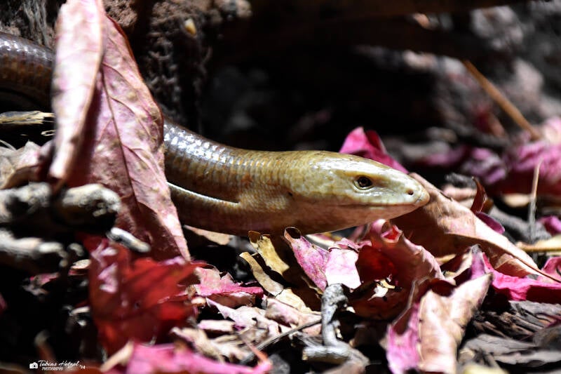 Scheltopusik | Vivarium Darmstadt | 25.10.2022