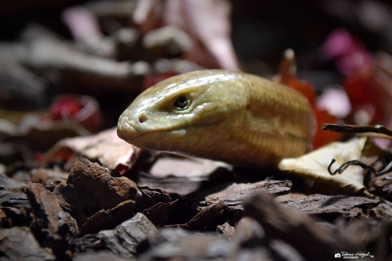 Scheltopusik | Vivarium Darmstadt | 25.10.2022