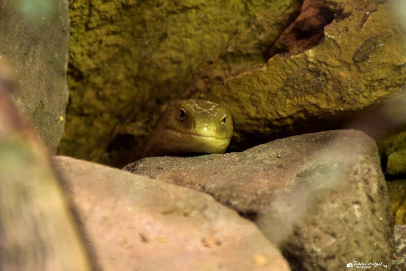 Scheltopusik | Zoopark Erfurt | 24.09.2020