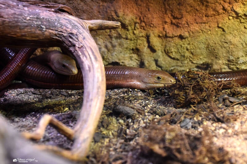 Scheltopusik | Zoo Plzen | 17.09.2022