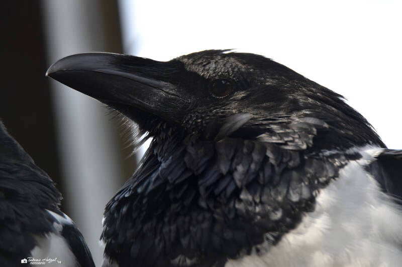 Schildrabe | Vogel- und Tierpark Solingen-Ohligs | 13.02.2022