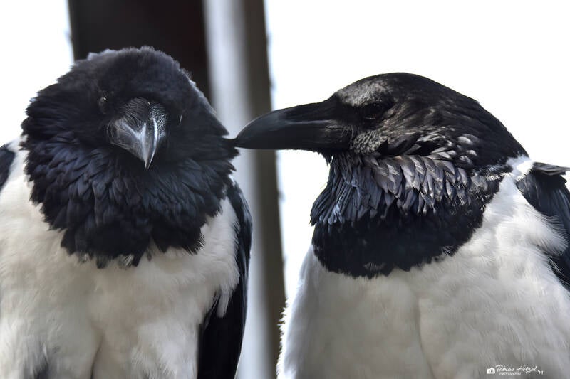 Schildrabe | Vogel- und Tierpark Solingen-Ohligs | 13.02.2022