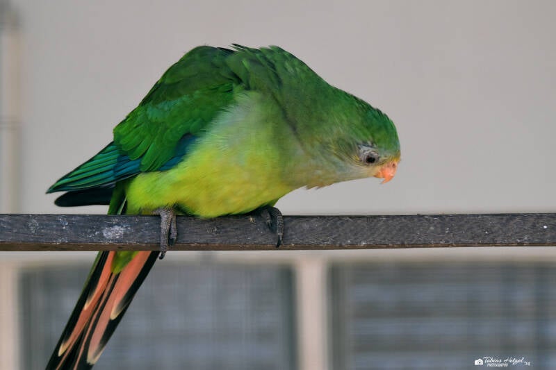 Schildsittich | Weltvogelpark Walsrode | 12.04.2021