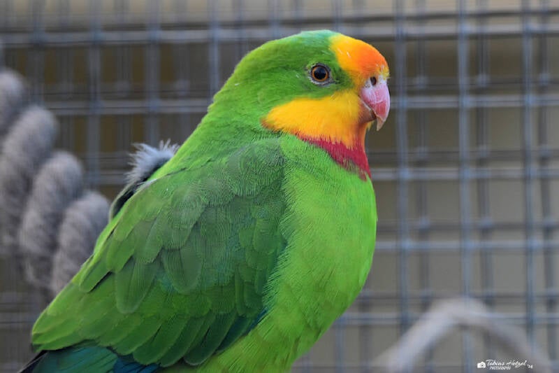 Schildsittich | Zoo Neuwied | 30.01.2022