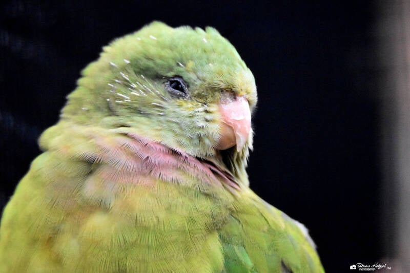 Schildsittich | Tierpark Nymphaea, Esslingen | 03.12.2022