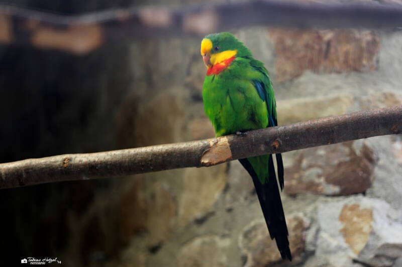 Schildsittich | Vogelburg Weilrod-Hasselbach | 11.06.2019