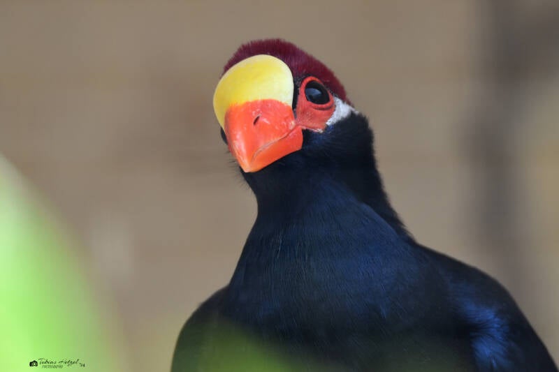 Schildturako | Vogelpark Bobenheim-Roxheim | 15.05.2022
