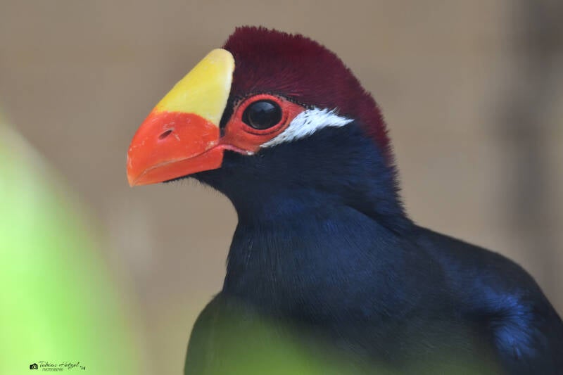 Schildturako | Vogelpark Bobenheim-Roxheim | 15.05.2022