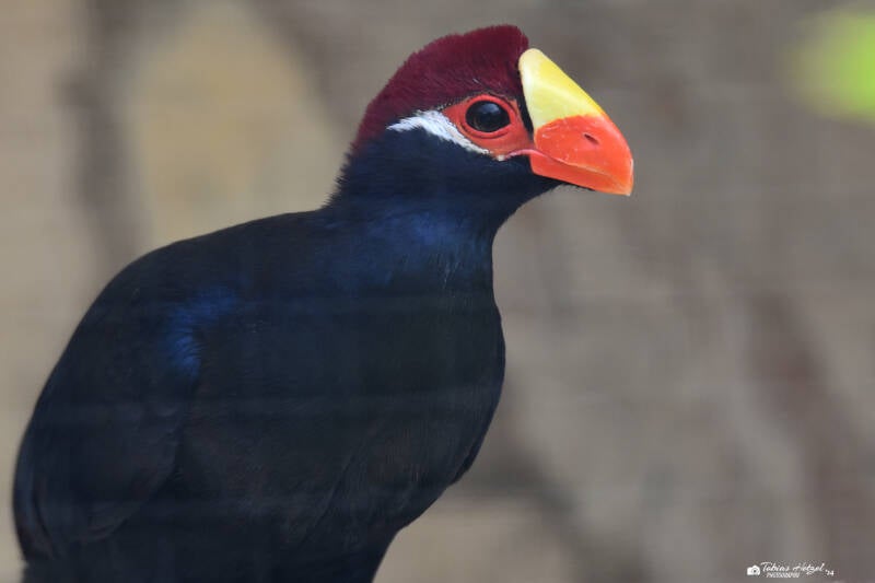 Schildturako | Vogelpark Bobenheim-Roxheim | 15.05.2022