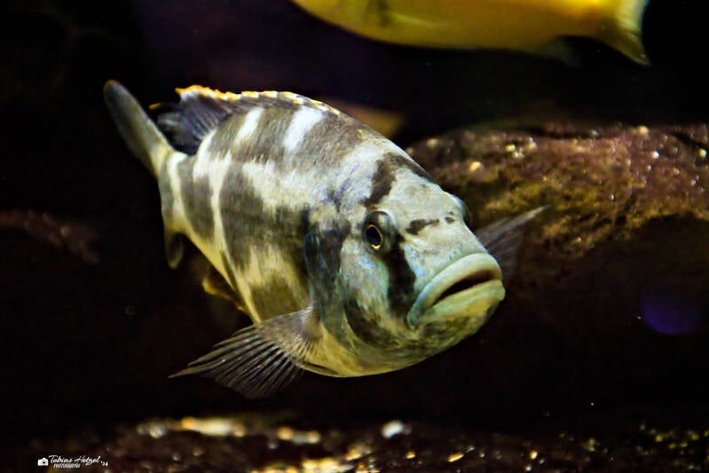 Schläfer | Tierpark Nymphaea, Esslingen | 04.04.2024