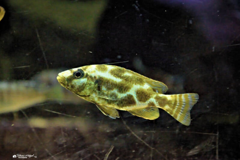Schläfer | Tierpark Nymphaea, Esslingen | 04.04.2024