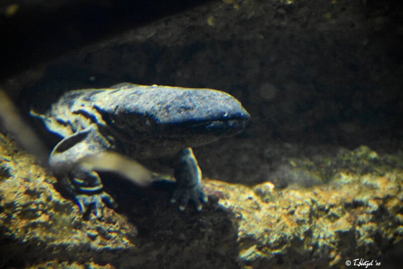 Schlammteufel | Zoo Basel | 09.04.2023