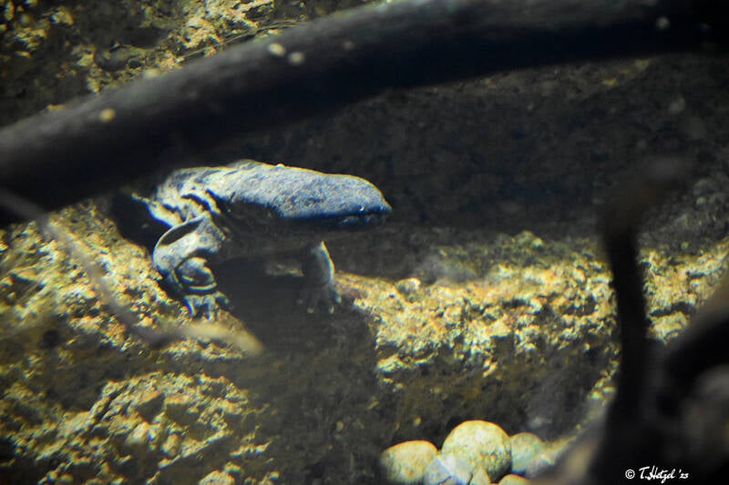 Schlammteufel | Zoo Basel | 09.04.2023