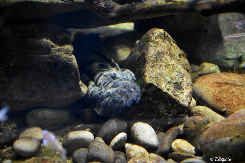 Schlammteufel | Zoo Basel | 09.04.2023