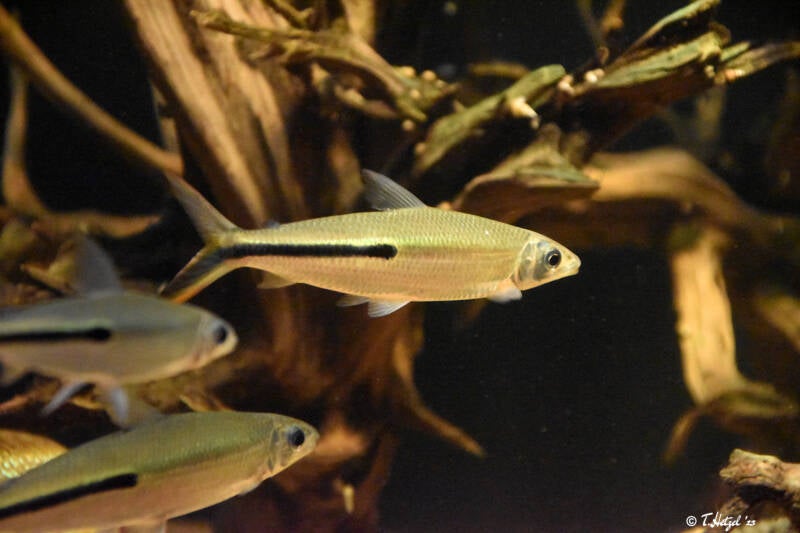 Schlanker Halbstreifensalmler