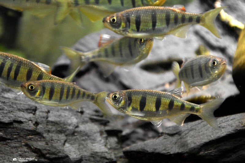 Schmetterlingsbärbling | Museum König, Bonn | 11.02.2024