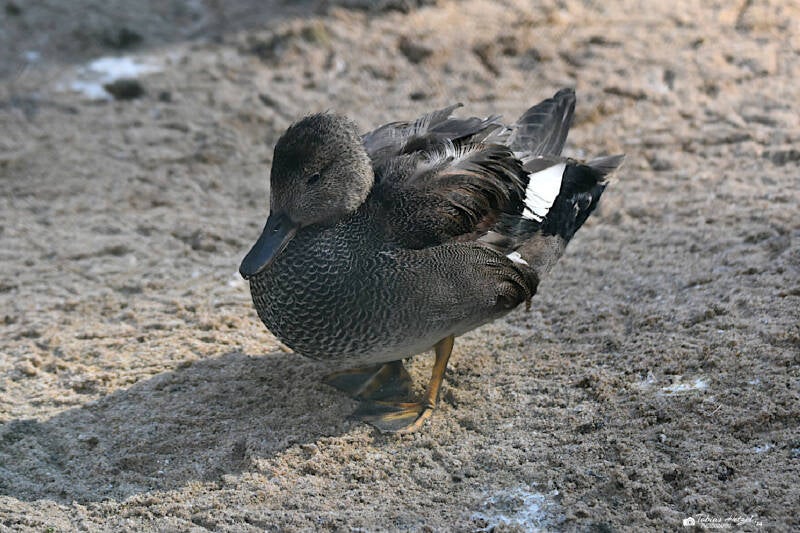 Schnatterente | Eifel-Zoo, Lünebach-Pronsfeld | 01.03.2021