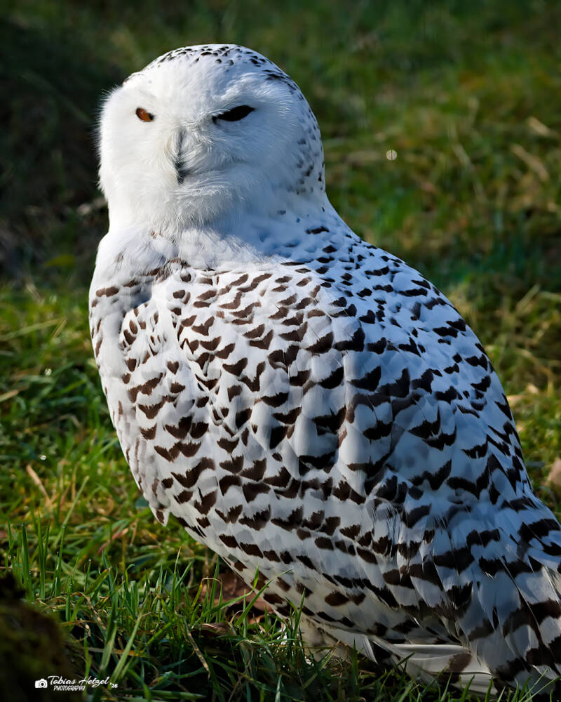 Schneeeule | Wildpark Alte Fasanerie, Hanau Klein-Auheim | 01.03.2026