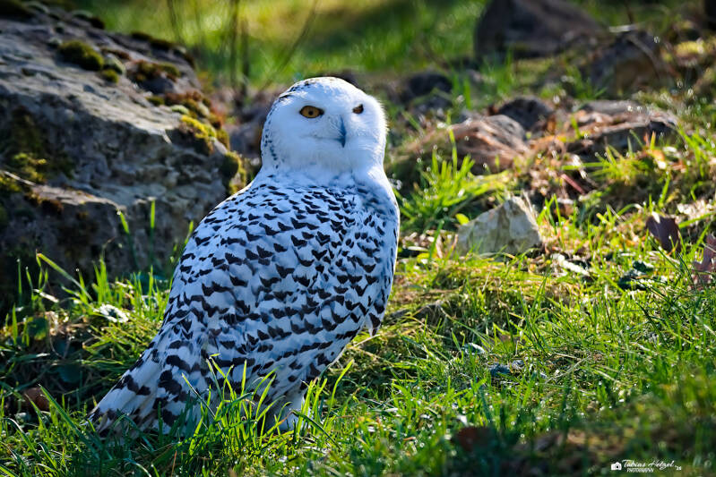 Schneeeule | Wildpark Alte Fasanerie, Hanau Klein-Auheim | 01.03.2026