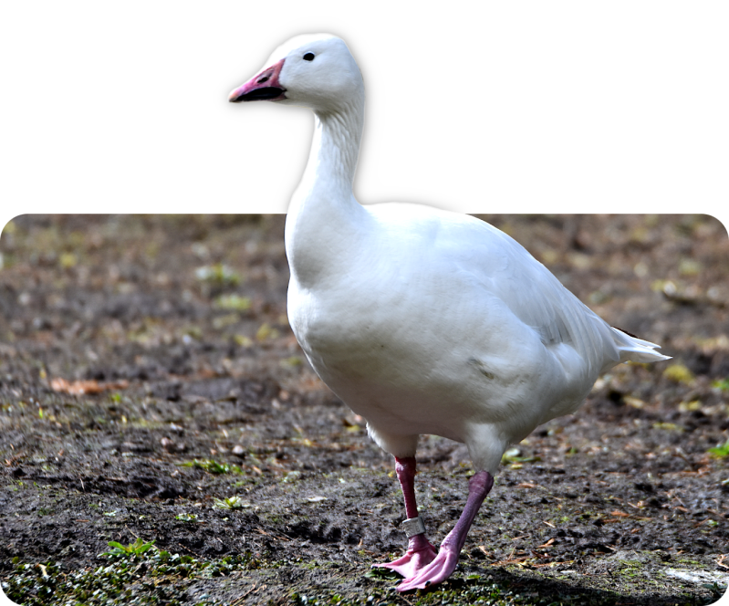 Schneegans (kein Unterartenstatus)