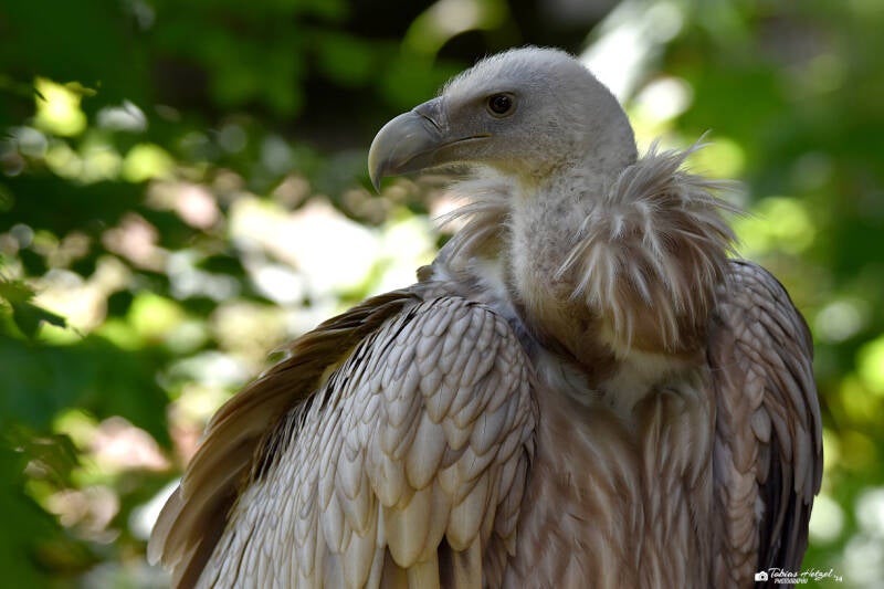 Schneegeier | Wildpark Schloss Tambach, Tambach | 13.06.2021