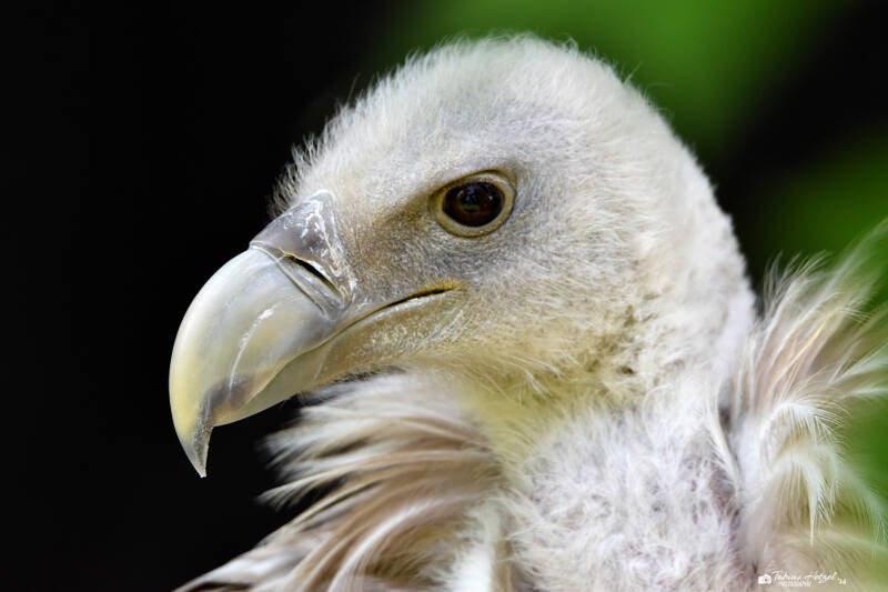 Schneegeier | Wildpark Schloss Tambach, Tambach | 13.06.2021
