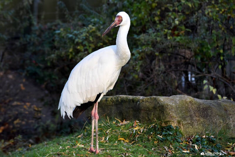 Schneekranich | Kölner Zoo | 03.12.2023