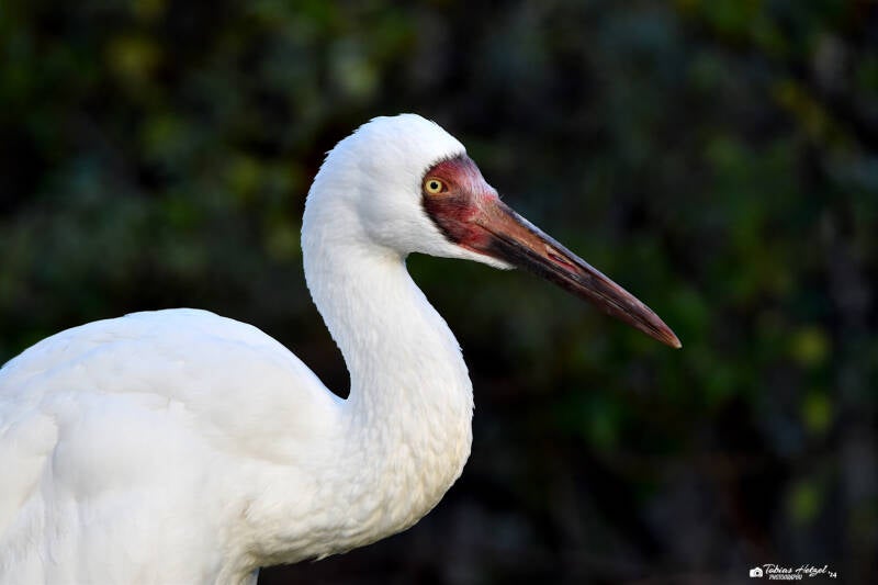 Schneekranich | Kölner Zoo | 03.12.2023